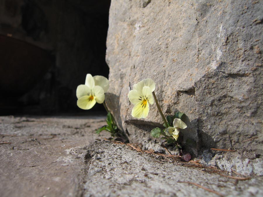 immagini/galleria natura/IMG 0009 2 - Rifugio Costapiana - Valle di Cadore