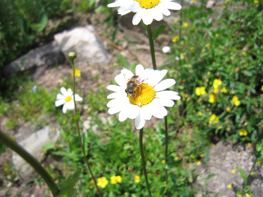 immagini/galleria natura/IMG 3318 - Rifugio Costapiana - Valle di Cadore