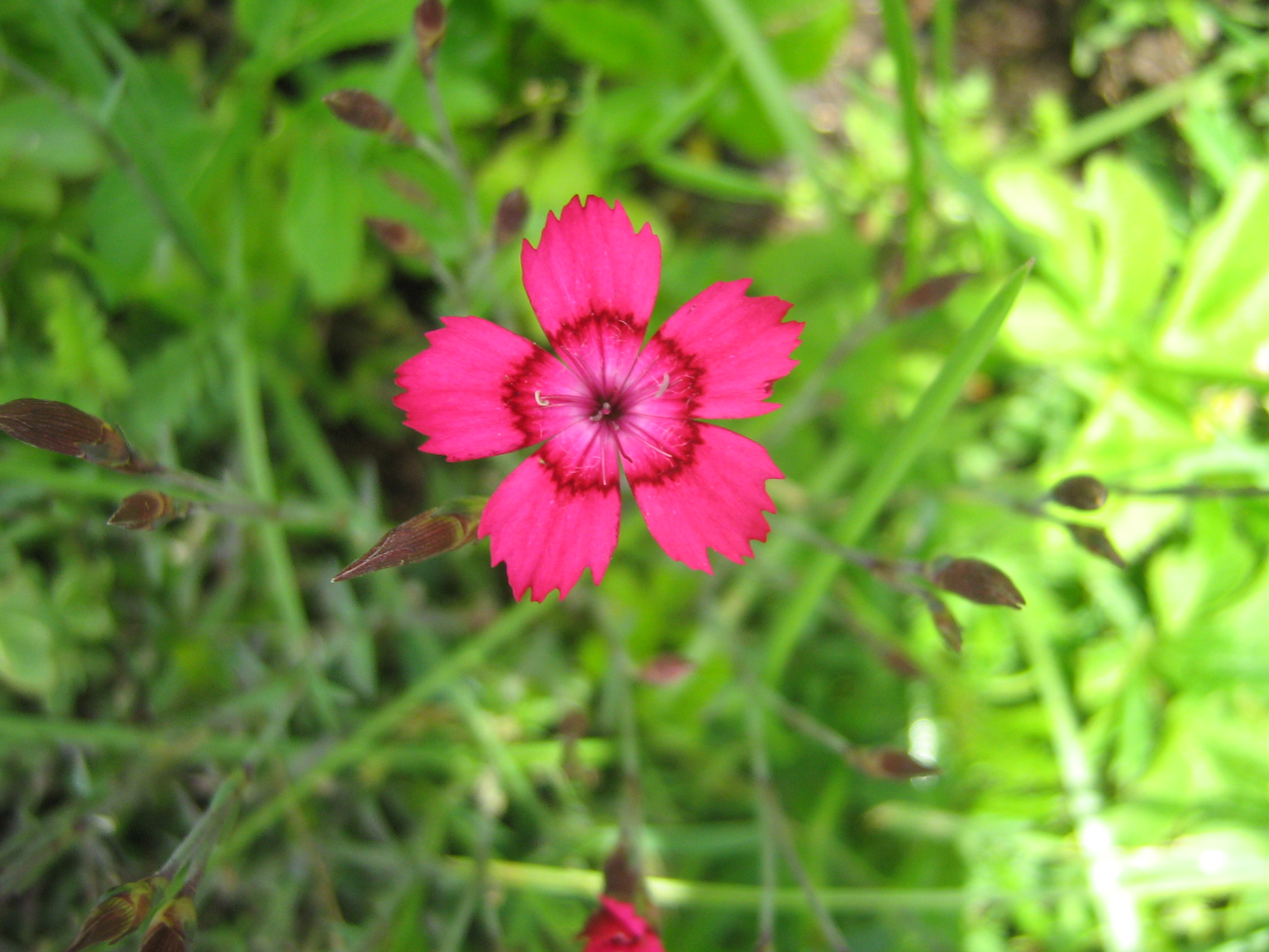 immagini/galleria natura/IMG 4955.JPG - Rifugio Costapiana - Valle di Cadore