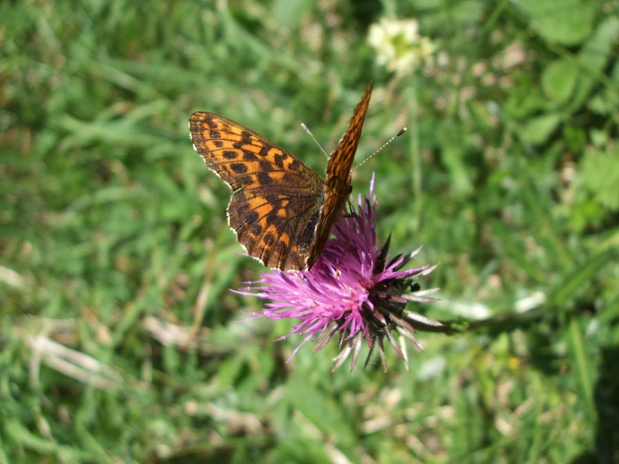 immagini/galleria natura/forcella-forada0236 - Rifugio Costapiana - Valle di Cadore